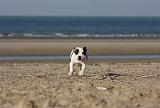 STAFFIE 244
